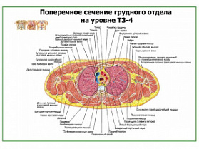 Поперечное сечение грудного отдела на уровне Т4-Т5 плакат глянцевый А1+/А2+ (глянцевый A2) Поперечное сечение грудного отдела на уровне Т4-Т5 плакат глянцевый А1+/А2+ (глянцевый A2)
