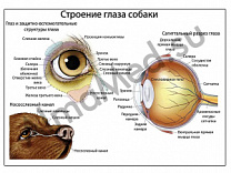 Орган зрения собаки, плакат ламинированный А1/А2 (ламинированный A2)