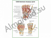 Собственные мышцы руки плакат глянцевый/ламинированный А1/А2 (глянцевый	A2)