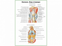 Колено, мышечно-связочный аппарат плакат глянцевый А1/А2 (глянцевый A2)