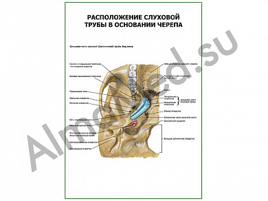 Расположение слуховой трубы в основании черепа плакат глянцевый/ламинированный А1/А2 (глянцевый	A2)
