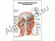 Мышцы подзатылочного треугольника плакат глянцевый/ламинированный А1/А2 (глянцевый	A2)