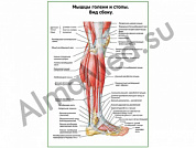 Мышцы голени и стопы, вид сбоку плакат ламинированный А1/А2 (ламинированный	A2)