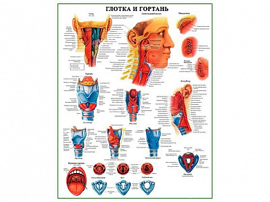 Строение глотки и гортани, плакат глянцевый А1/А2 (глянцевый A1)