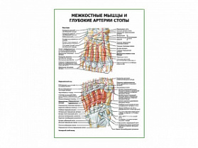 Межкостные мышцы и глубокие артерии стопы плакат глянцевый А1/А2 (глянцевый A1)