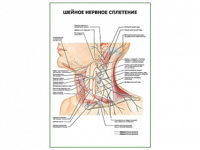 Шейное нервное сплетение плакат глянцевый А1/А2 (глянцевый A1)