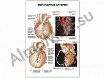 Коронарные артерии плакат ламинированный А1/А2 (ламинированный	A2)