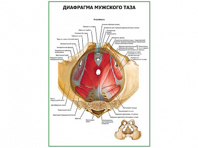 Диафрагма мужского таза плакат глянцевый А1/А2 (глянцевый A2)