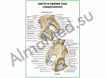 Кости и связки таза продолжение плакат ламинированный А1/А2 (ламинированный	A2)