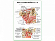 Нижнечелюстной нерв плакат глянцевый А1/А2 (глянцевый A1)