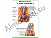 Кровоснабжение мужской промежности плакат глянцевый/ламинированный А1/А2 (глянцевый	A2)