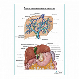 Печень. Сосуды и протоки плакат глянцевый  А1+/А2+ (глянцевая фотобумага от 200 г/кв.м, размер A1+)