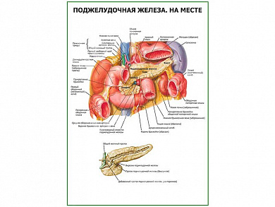 Поджелудочная железа на месте плакат глянцевый  А1/А2 (глянцевый A1)