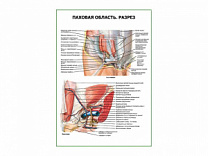 Паховая область. Разрез плакат глянцевый А1/А2 (глянцевый A1)