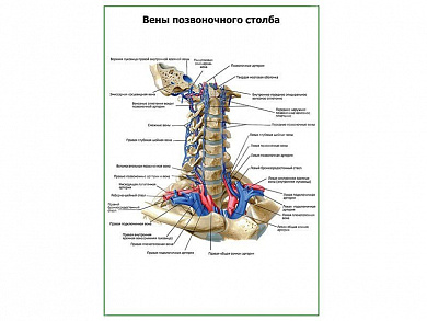 Вены позвоночного столба плакат глянцевый А1/А2 (глянцевый A2)