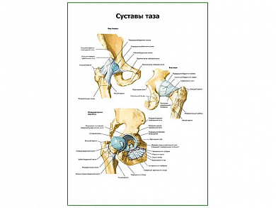 Суставы таза плакат глянцевый А1/А2 (глянцевый A1)