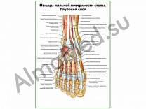 Мышцы тыльной поверхности стопы, глубокий слой плакат глянцевый/ламинированный А1/А2 (глянцевый	A2)