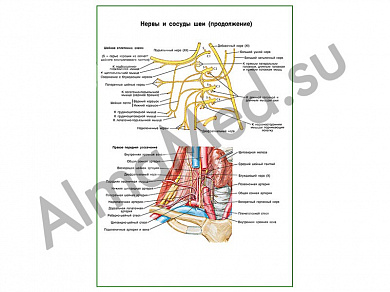 Нервы и сосуды шеи плакат ламинированный А1/А2 (ламинированный	A2)