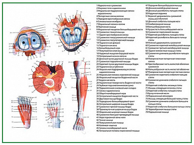 Мышцы стопы и голени, плакат глянцевый А1/А2 (глянцевый A1)