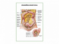 Брыжейка кишечника плакат глянцевый А1/А2 (глянцевый A2)