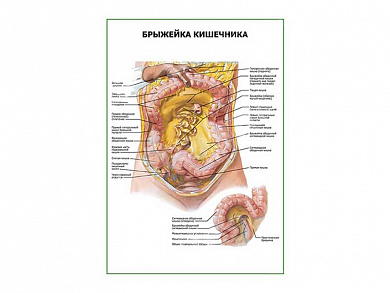 Брыжейка кишечника плакат глянцевый А1/А2 (глянцевый A2)