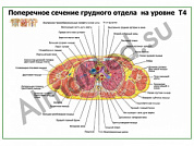 Поперечное сечение грудного отдела на уровне Т4 плакат глянцевый/ламинированный А1/А2 (глянцевый	A2)