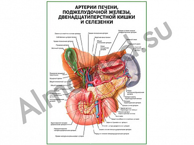 Артерии печени, селезенки, поджелудочной железы плакат глянцевый/ламинированный А1/А2 (глянцевый	A2)