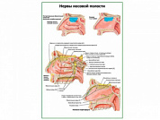 Нервы носовой полости (без носовой перегородки) плакат глянцевый А1/А2 (глянцевый A2)