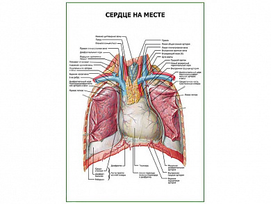 Сердце на месте плакат глянцевый А1/А2 (глянцевый A2)