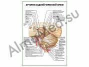 Артерии задней черепной ямки плакат ламинированный А1/А2 (ламинированный	A2)