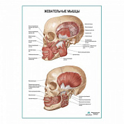 Жевательные мышцы плакат глянцевый А1+/А2+ (глянцевый холст от 200 г/кв.м, размер A1+)