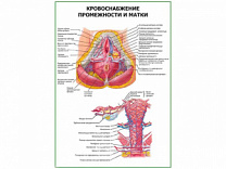 Кровоснабжение промежности и матки плакат глянцевый А1/А2 (глянцевый A2)