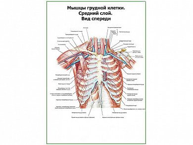 Мышцы грудной клетки. Средний слой. Вид спереди плакат глянцевый А1/А2 (глянцевый A1)