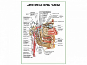 Автономные нервы головы плакат глянцевый А1/А2 (глянцевый A1)