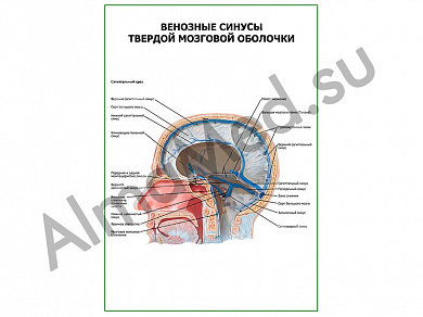 Венозные синусы твердой мозговой оболочки плакат глянцевый/ламинированный А1/А2 (глянцевый	A2)