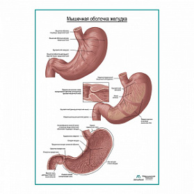 Мышечная и слизистая оболочка желудка плакат глянцевый  А1+/А2+ (глянцевая фотобумага от 200 г/кв.м, размер A1+)