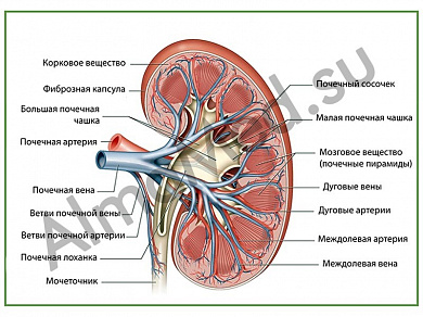 Почка в разрезе, плакат ламинированный А1/А2 (ламинированный	A2)