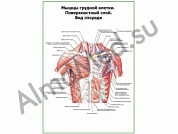 Мышцы грудной клетки. Поверхностный слой. Вид спереди плакат глянцевый/ламинированный А1/А2 (глянцевый	A2)
