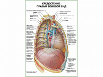 Средостение. Правый боковой вид плакат глянцевый А1/А2 (глянцевый A2)