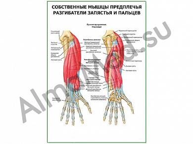 Разгибатели запястья и пальцев плакат глянцевый/ламинированный А1/А2 (глянцевый	A2)