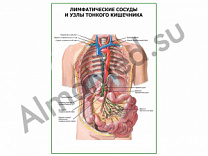 Лимфатические сосуды и узлы тонкого кишечника плакат глянцевый/ламинированный А1/А2 (глянцевый	A2)