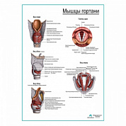 Мышцы гортани, плакат глянцевый А1+/А2+ (матовый холст от 200 г/кв.м, размер A1+)
