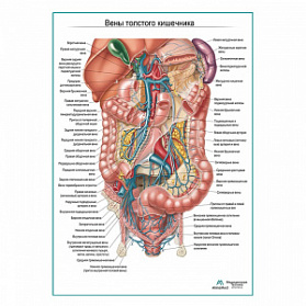 Вены толстого кишечника плакат глянцевый А1+/А2+ (глянцевый холст от 200 г/кв.м, размер A1+)