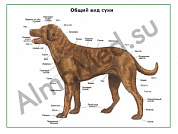 Общий вид собаки (сука), плакат ламинированный А1/А2 (ламинированный A2)