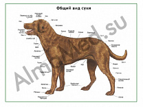 Общий вид собаки (сука), плакат ламинированный А1/А2 (ламинированный A2)