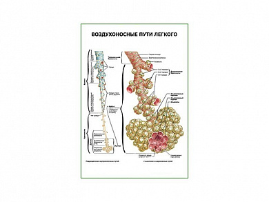 Воздухоносные пути легкого плакат глянцевый А1/А2 (глянцевый A2)