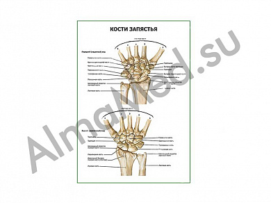 Кости запястья плакат ламинированный А1/А2 (ламинированный	A2)