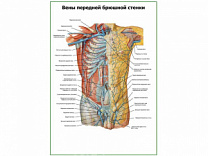 Вены передней брюшной стенки плакат глянцевый А1/А2 (глянцевый A1)