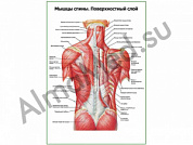 Мышцы спины, поверхностный слой плакат ламинированный А1/А2 (ламинированный	A2)
