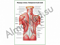 Мышцы спины, поверхностный слой плакат ламинированный А1/А2 (ламинированный	A2)